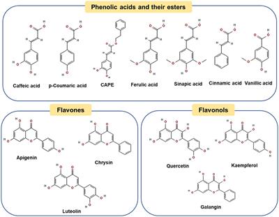 Propolis polyphenols: A review on the composition and anti-obesity mechanism of different types of propolis polyphenols